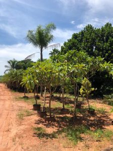 Verdeplan Produção de Arvores para Paisagismo Rio Preto
