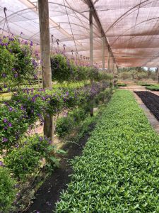 Produção de Plantas e Mudas para Paisagismo em São José do Rio Preto