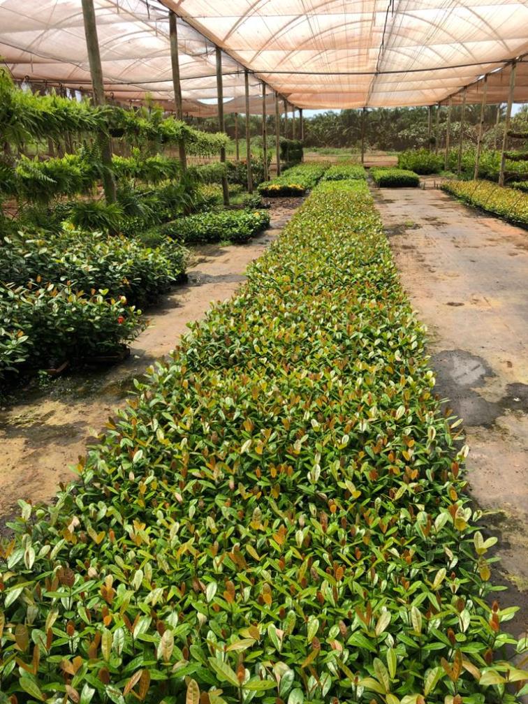 A Produção - Verdeplan - Paisagismo em São José do Rio Preto, SP